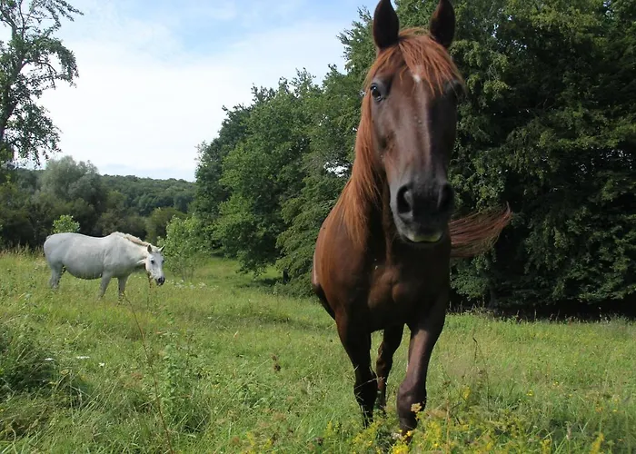 Au Petit Bernerot - Les De L'arbre Voyageur Eauze